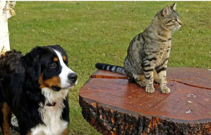 dog-with-cat
