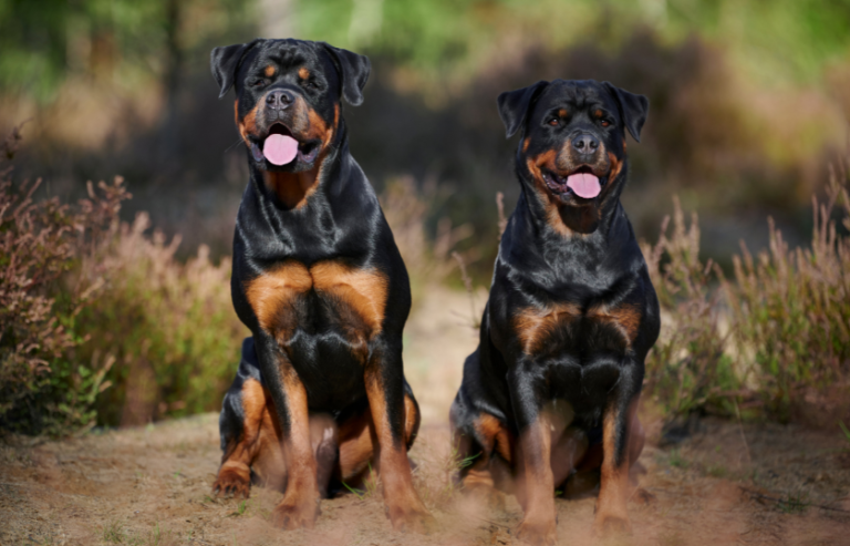 Are Rottweilers Good Guard Dogs? What Makes Them Good Guard Dogs