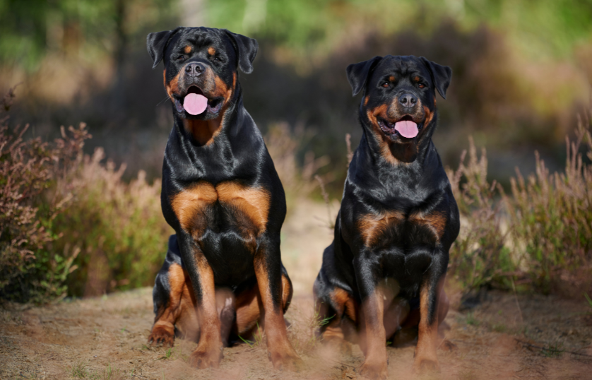 Are-Rottweilers-Good-Guard-Dogs