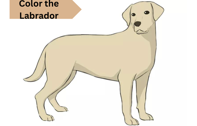 Color-the-Labrador