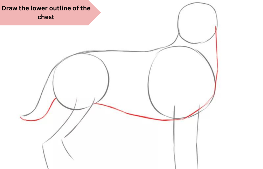 Draw-the-lower-outline-of-the-chest