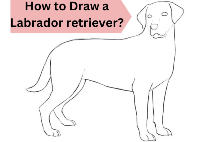 How to Draw a Labrador retriever? 12 Easy Steps