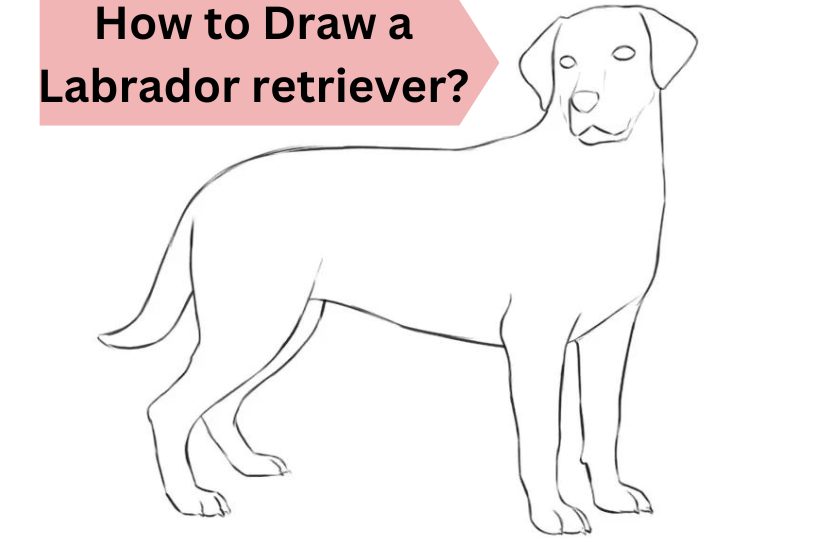 How-to-Draw-a-Labrador-retriever