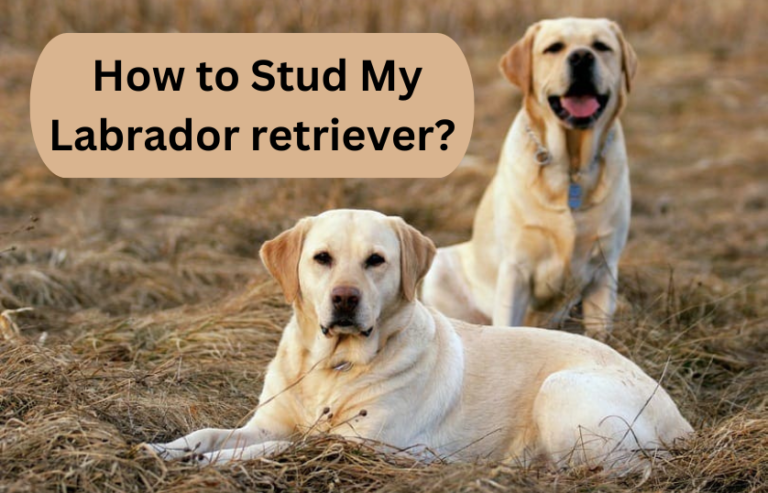 How to Stud My Labrador retriever? Comprehensive Guide for Beginners