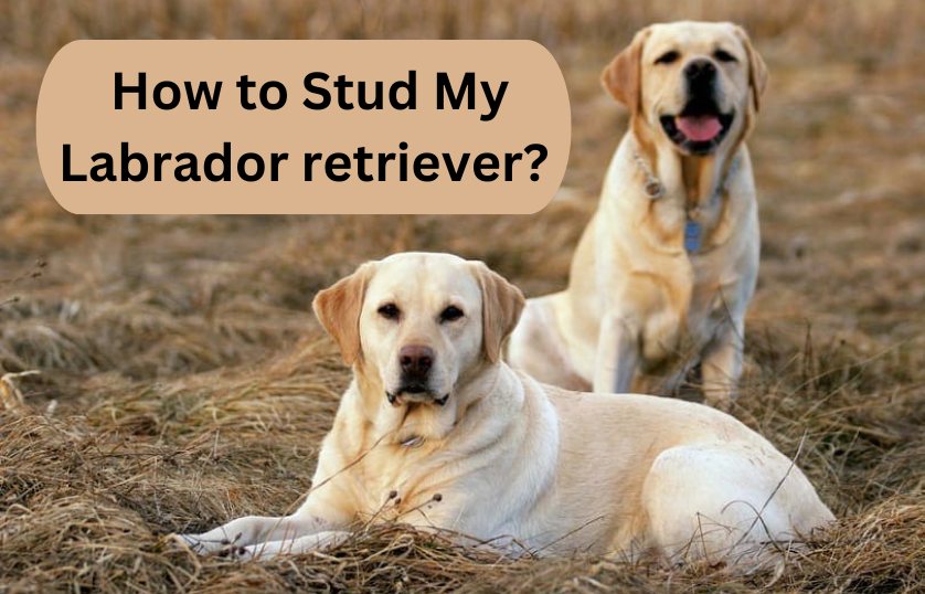 How-to-Stud-My-Labrador-retriever-3