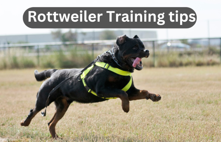 Top 6 Rottweiler Training tips: Best Guide in 2024