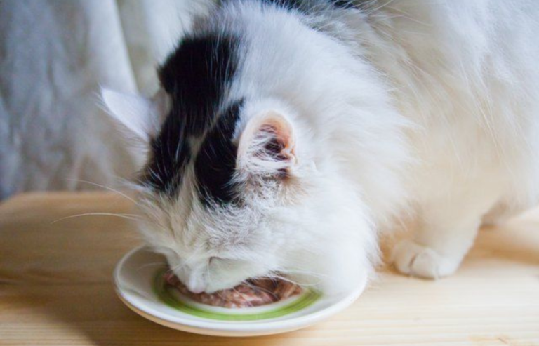 The best cat foods for diarrhea in 2024 [Latest Guide]
