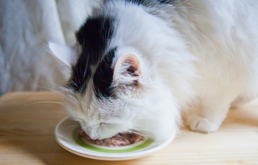 best-cat-foods-for-diarrhea