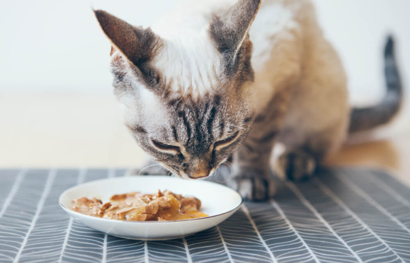 best-cat-foods