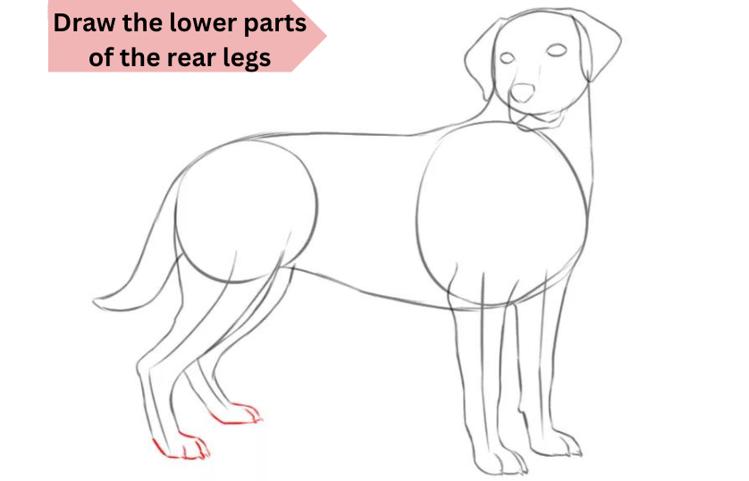 how-to-draw-your-labrador