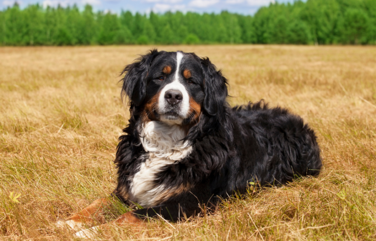 When Do Bernese Mountain Dogs Stop Growing? (New Guide in 2024)