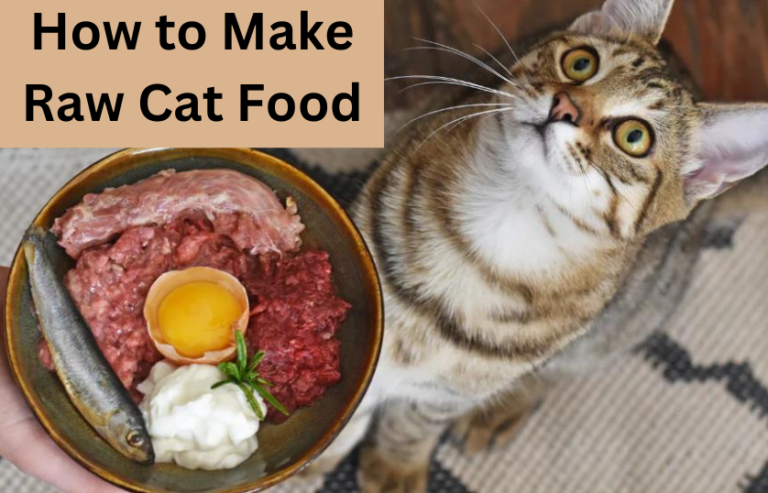 How to Make Raw Cat Food? 6 easy steps!