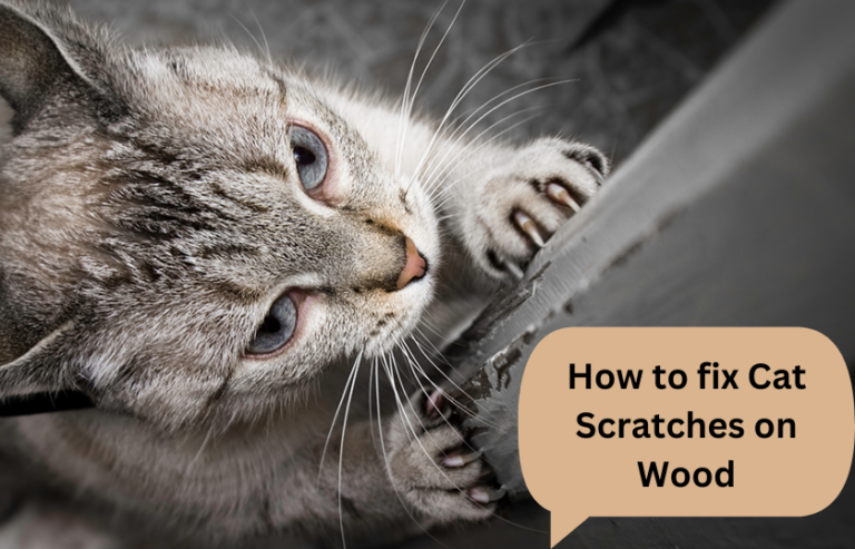 How to fix Cat Scratches on Wood [ latest Guide]?