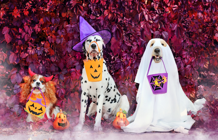 Halloween Dog Costumes 
