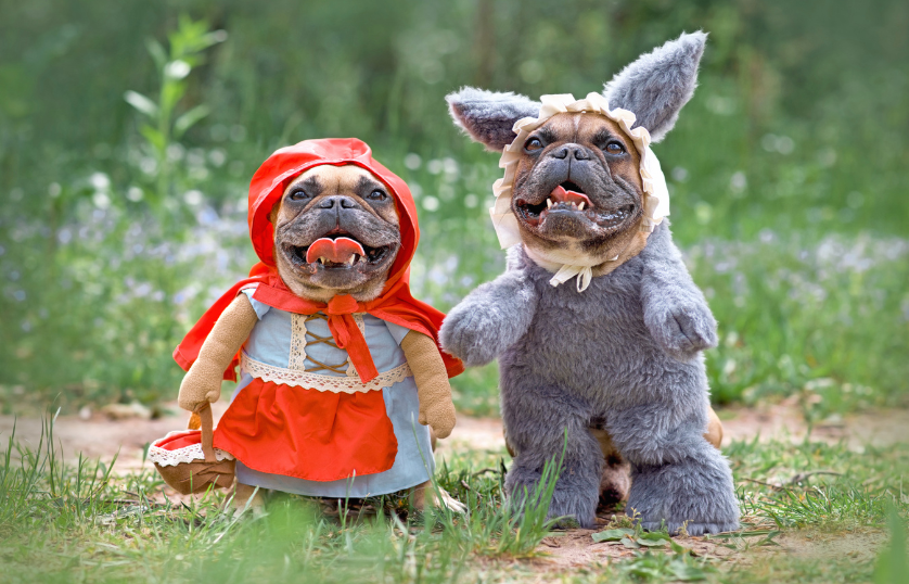 How to Choose the Right Costume for Your Dog